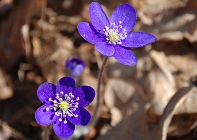 Söndag den 25 april – Digital gudstjänst