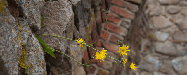 Söndag den 6 oktober – Gudstjänst med Nattvard kl 11
